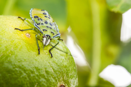Green Shield Bug on nature backgroundの写真素材