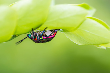 The lychee shield bug on branch