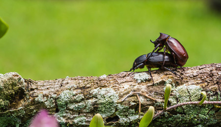 Male and Female beetles (Dynastinae) mating on branches.selective focus