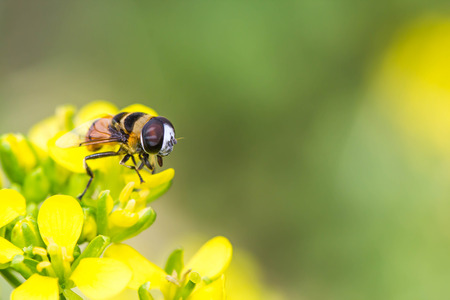 little bee on Chinese Cabbage flower