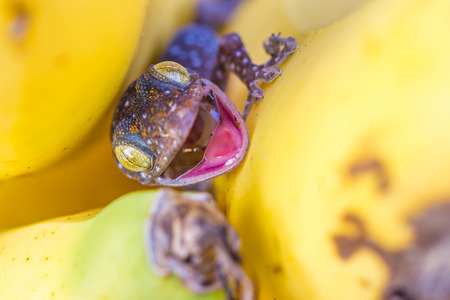 Cute young gecko on banana fruitの写真素材