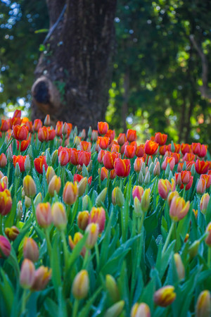 orange tulip in garden,north Thailandの写真素材
