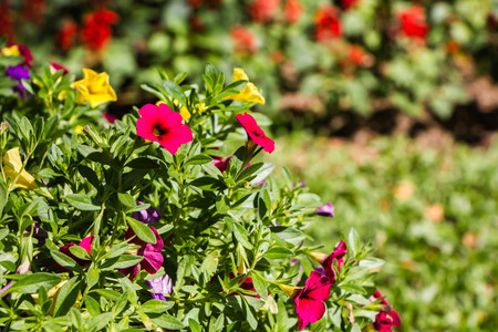 pink flower on nature backgroundの写真素材