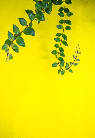 green leaf on yellow backgroundの写真素材