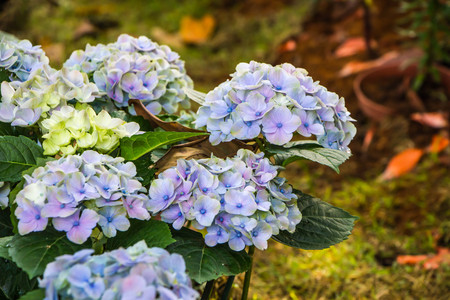 purple hydrangea in gardenの写真素材