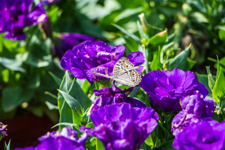 ittle butterfly on violet flowerの写真素材