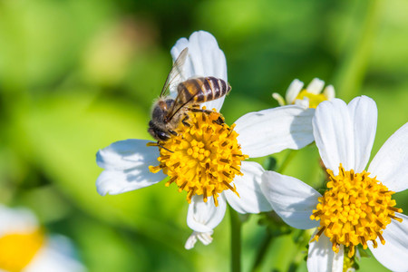 little bee on wild flower