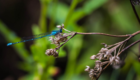 Dragonfly, Dragonflies of Thailand ( Agriocnemis minima ), Dragonfly rest on green grass leaf
