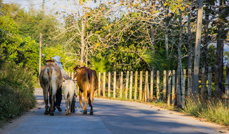 Cows family walking on the roadの写真素材