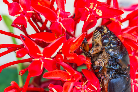Closed-up Cicada Bug on red flower