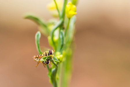 Bee mating on branch