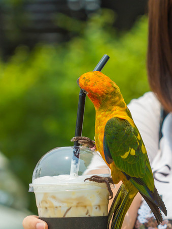cute parrot bird on coffee cup