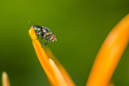 fly insect on nature background