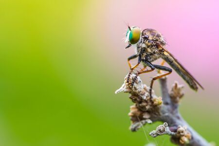 cute robber fly on nature background