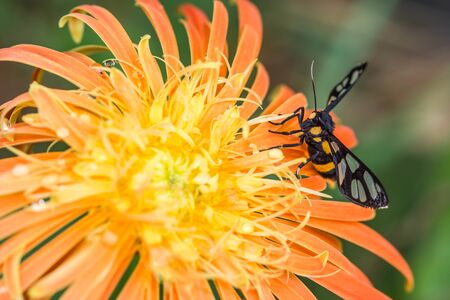 Tiger Grass Borer on gerbera flower.