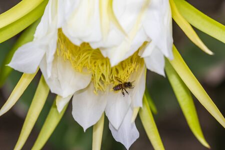 little bee on dragon fruit flower