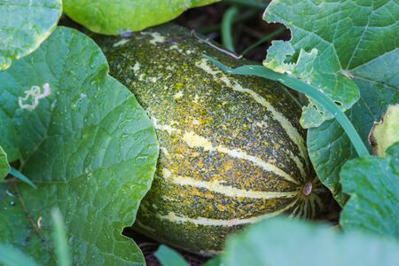 The muskmelon on nature backgroundの写真素材