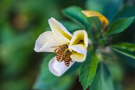 little bee on wild flowerの写真素材