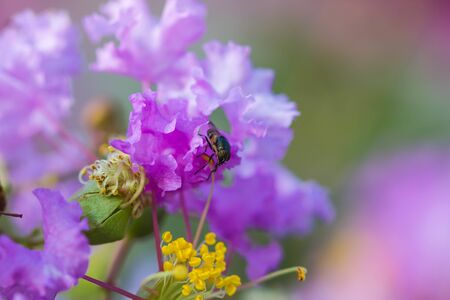 Tiny fly on purple flowerの写真素材