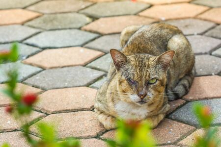 poor cat in the morningの写真素材