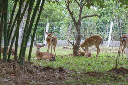Spotted deer in public zoo.の写真素材