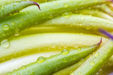 closed-up of dragon fruit flower with dew drop