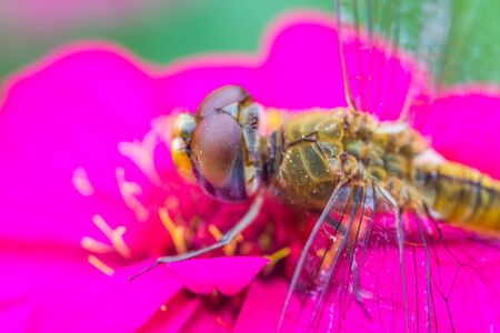 cute dragonfly on flowerの写真素材