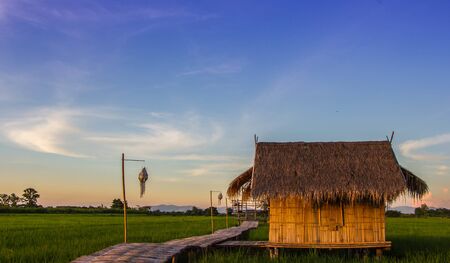 bamboo hut  on rice fieldの写真素材