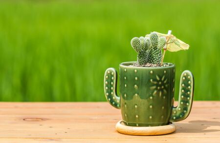 cute cactus in cup selective focusの写真素材