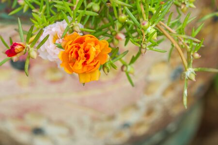 cute orage common Purslane selective focusの写真素材