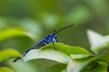 cute butterfly on nature backgroundの写真素材