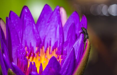 little bee on purple lotus flowerの写真素材