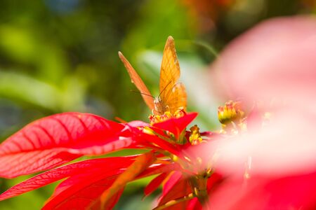 little butterfly on poinsettia blossomの写真素材