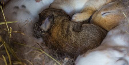 baby rabbit sleep selective focusの写真素材