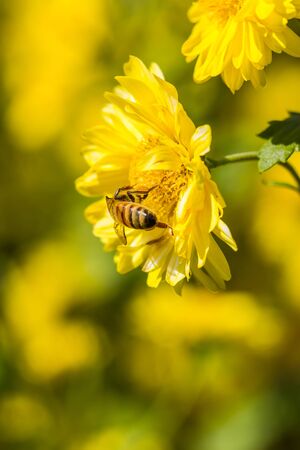 little bee on chrysanthemum flowerの写真素材