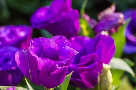 purple lisianthus flower in gardenの写真素材