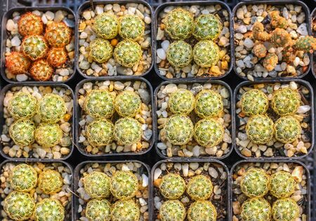 cute cactus selective focusの写真素材