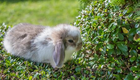 cute rabbit on nature backgroundの写真素材
