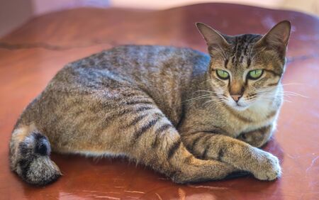 cute cat on doll backgroundの写真素材