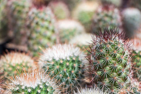 cute cactus selective focusの写真素材