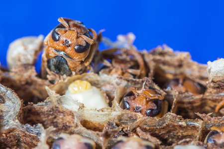 closedup grub wasp in nestの写真素材