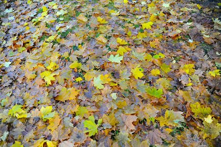 The ground covered by colourful fallen leavesの写真素材