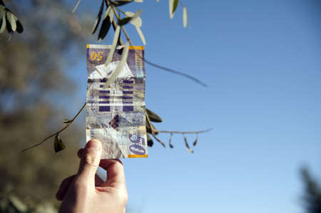 men`s hand is picking the 50 shekel bill from the treeの写真素材