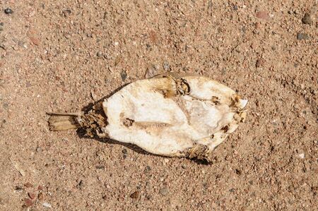 dead fish on the beach of Red Seaの写真素材