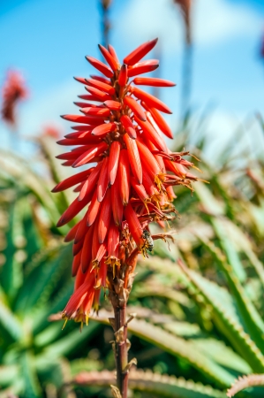 The bee is pollinating the aloe vera red flowerの写真素材