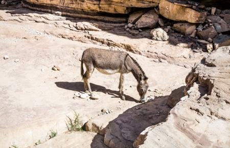 Free wild Donkey is grazing in desertの写真素材