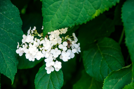 Bee on white bunches flowers of Hydrangea Paniculata, closeup