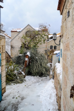 Fallen tree. Jerusalem covered in snow, December 13, 2013のeditorial素材