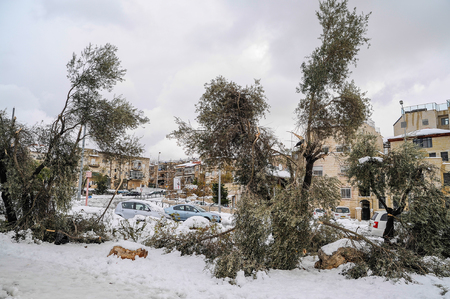 Fallen trees covered in snow, Jerusalem, December 13, 2013のeditorial素材