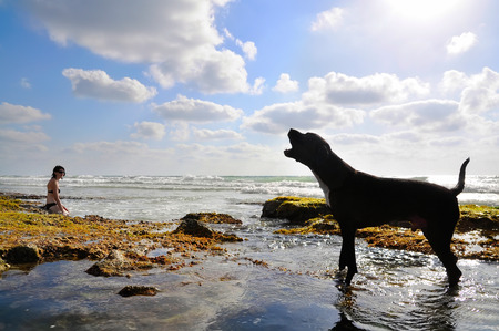 Joyful dog barking near young woman on the beach